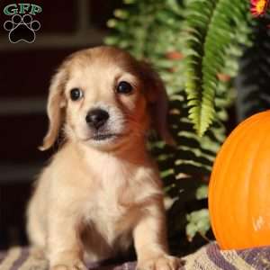 Willow, Dachshund Puppy